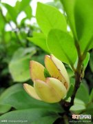 【生长】黄心树的生态习性和生长环境要求
