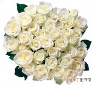 【玫瑰花】纯白色玫瑰花图片