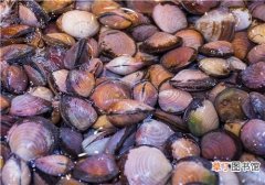 如何让花蛤把沙吐干净 花蛤有什么营养和功效