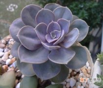【紫珍珠】多肉植物紫珍珠图片及形态特征介绍