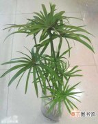 【生长习性】棕竹的生长习性和水培养殖要点