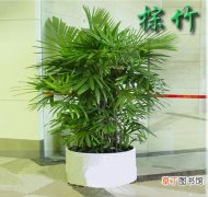 【棕竹】盆栽棕竹怎么养？盆栽棕竹的养殖方法和注意事项