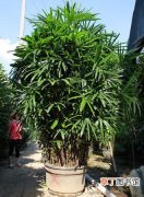 【病虫害】棕竹的病虫害防治知识——棕竹腐芽病症状及防治方法