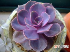 【紫珍珠】多肉植物紫珍珠的花期、别名及简介