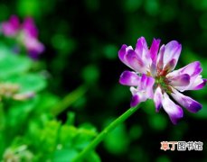 【营养】紫云英蜜的营养价值和作用与功效及食用方法