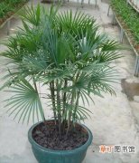 【植物】盆栽植物棕竹怎么繁殖？棕竹的繁殖方法介绍