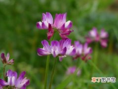 【生长】紫云英的栽种知识：紫云英的生态习性和对生长环境的要求