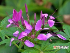 【植物】醉蝶花是一种什么花卉植物？醉蝶花的别名及简介