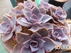 【紫珍珠】多肉植物紫珍珠怎么养？紫珍珠的养殖方法和注意事项
