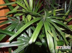 【植物】棕竹是一种什么植物？棕竹的花期、别名及简介