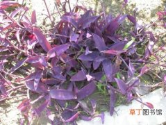 【植物】紫竹梅是一种什么花卉植物？紫竹梅的花期、别名及简介