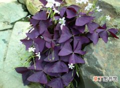 【种植方法】紫叶酢浆草怎么种植？紫叶酢浆草的种植方法和栽培技术