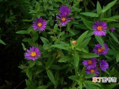 【种植方法】紫苑花如何种植？紫苑花的种植方法和栽培技术
