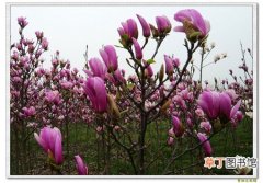 【生长】紫玉兰的栽种知识：紫玉兰的生态习性和对生长环境的要求