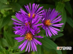 【品种】紫苑花有哪些品种种类？紫苑花的栽培品种介绍