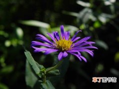 【植物】紫苑花是一种什么花卉植物？紫苑花的花期、别名及简介