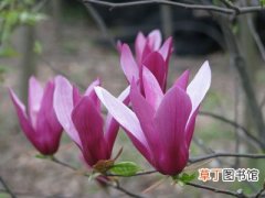 【种植方法】紫玉兰怎么种植？紫玉兰的种植方法和栽培技术