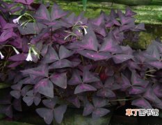 【植物】紫叶酢浆草是一种什么植物？紫叶酢浆草的花期、别名及简介