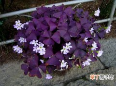 【作用】紫叶酢浆草的作用和用途：观赏价值和园林用途