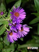 【繁殖】紫苑花怎么繁殖？紫苑花的繁殖方法介绍