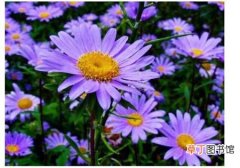 【图片】紫苑花图片：紫苑花的形态特征介绍