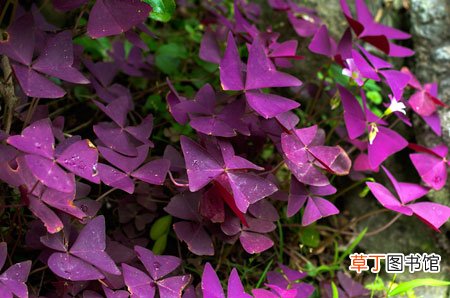 【图片】紫叶酢浆草是什么样子的？紫叶酢浆草图片及形态特征介绍