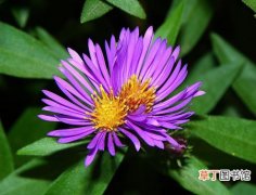 【传说】关于紫苑花的别名和故事传说