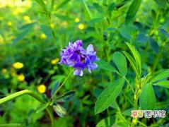【防治】栽种紫苜蓿的病虫害防治知识