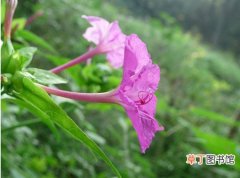 【植物】花卉植物紫茉莉图片及简介