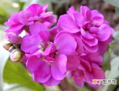 【花期】紫罗兰的花期是什么时候？怎么让紫罗兰四季开花？