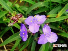 【花卉】蓝紫色的花卉植物——紫露草