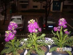 【花卉】紫罗兰是一种什么花卉植物？紫罗兰图片及简介