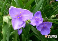 【繁殖】紫露草怎么繁殖？紫露草的繁殖方法介绍