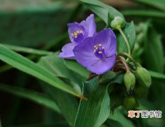 【植物】紫露草是一种什么植物？紫露草的别名及简介