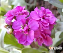 【植物】花卉植物紫罗兰在种苗生产中各个生长期的技术要求