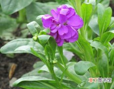 【紫罗兰】草本植物紫罗兰图片及别称简介