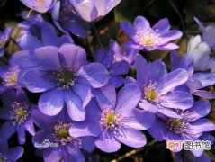 【植物】花卉植物紫罗兰图片及简介