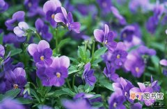 【种植】紫罗兰的种植栽培技术和养护管理要点