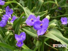 【植物】盆栽植物紫露草的养殖和摆放