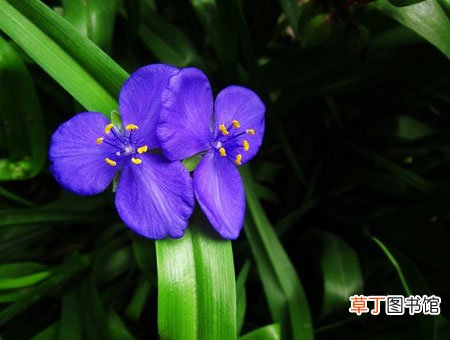 【生长】紫露草怎么栽种？紫露草的生态习性和对生长环境的要求