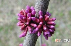 【药用】紫荆树的药用价值：详解紫荆树的药用功效与作用