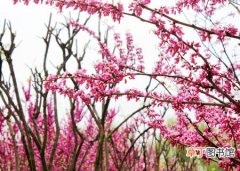 【园林】豆科紫荆的经济价值和园林用途