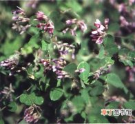 【图片】紫菊是一种什么植物？紫菊图片及简介