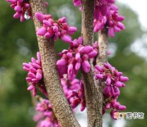 【树】关于紫荆树的文献记载