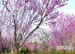 【生长】紫荆树的栽种知识：紫荆树的生态习性和对生长环境的要求