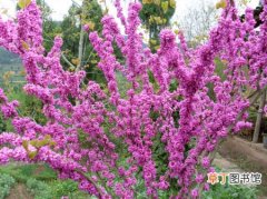 【植物】紫荆树是一种什么植物？紫荆树的花期及简介