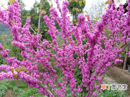 【植物】紫荆树是一种什么植物？紫荆树的花期及简介