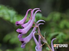 【植物】紫堇是一种什么花卉植物？紫堇的别名及简介