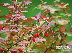 【生长】紫叶小檗的栽种知识：紫叶小檗的生态习性和对生长环境的要求