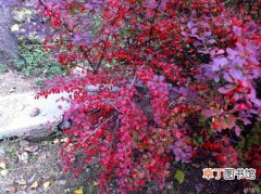 【植物】紫叶小檗是一种什么植物？紫叶小檗的花期及简介